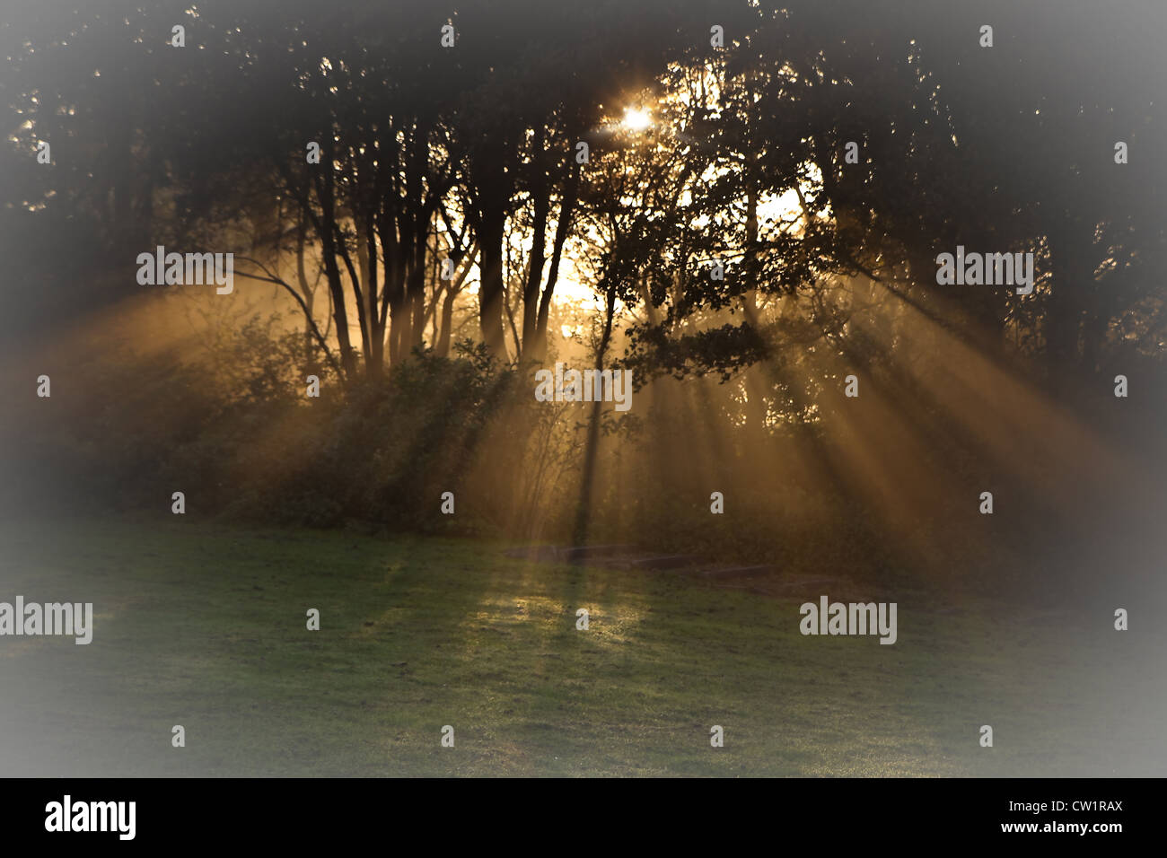 Sunrays through fog on early morning in fall Stock Photo