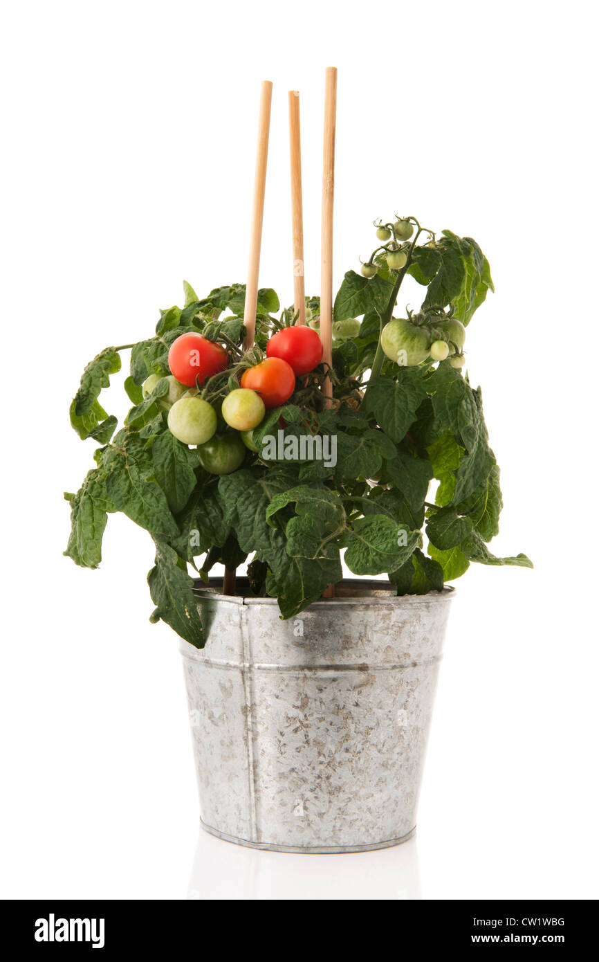 Tomato plant pot hires stock photography and images Alamy