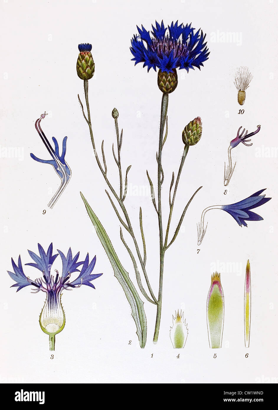 Cornflower illustration hires stock photography and images Alamy