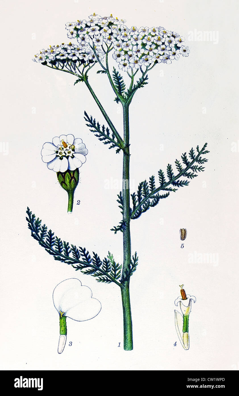 (achillea millefolium) botanical art hi-res stock photography and ...