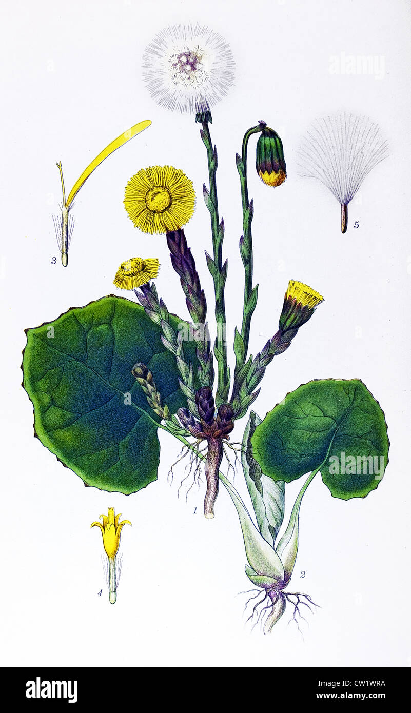 The Coltsfoot Stock Photo