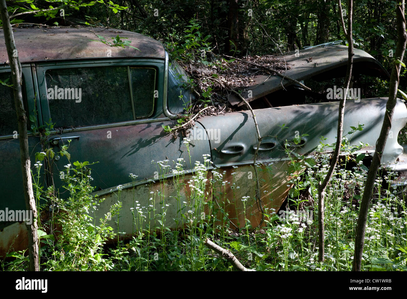 Old abandoned car in woods, with tall grass in foreground and trees growing around it Stock Photo