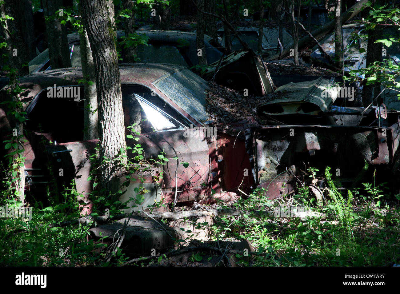 Old abandoned, wrecked car in a spot of dappled sunlight in some woods Stock Photo