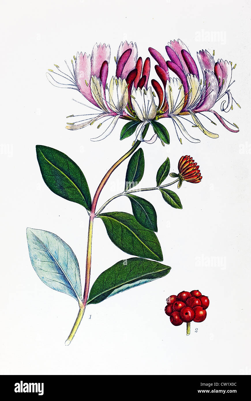 Honeysuckle illustration hires stock photography and images Alamy