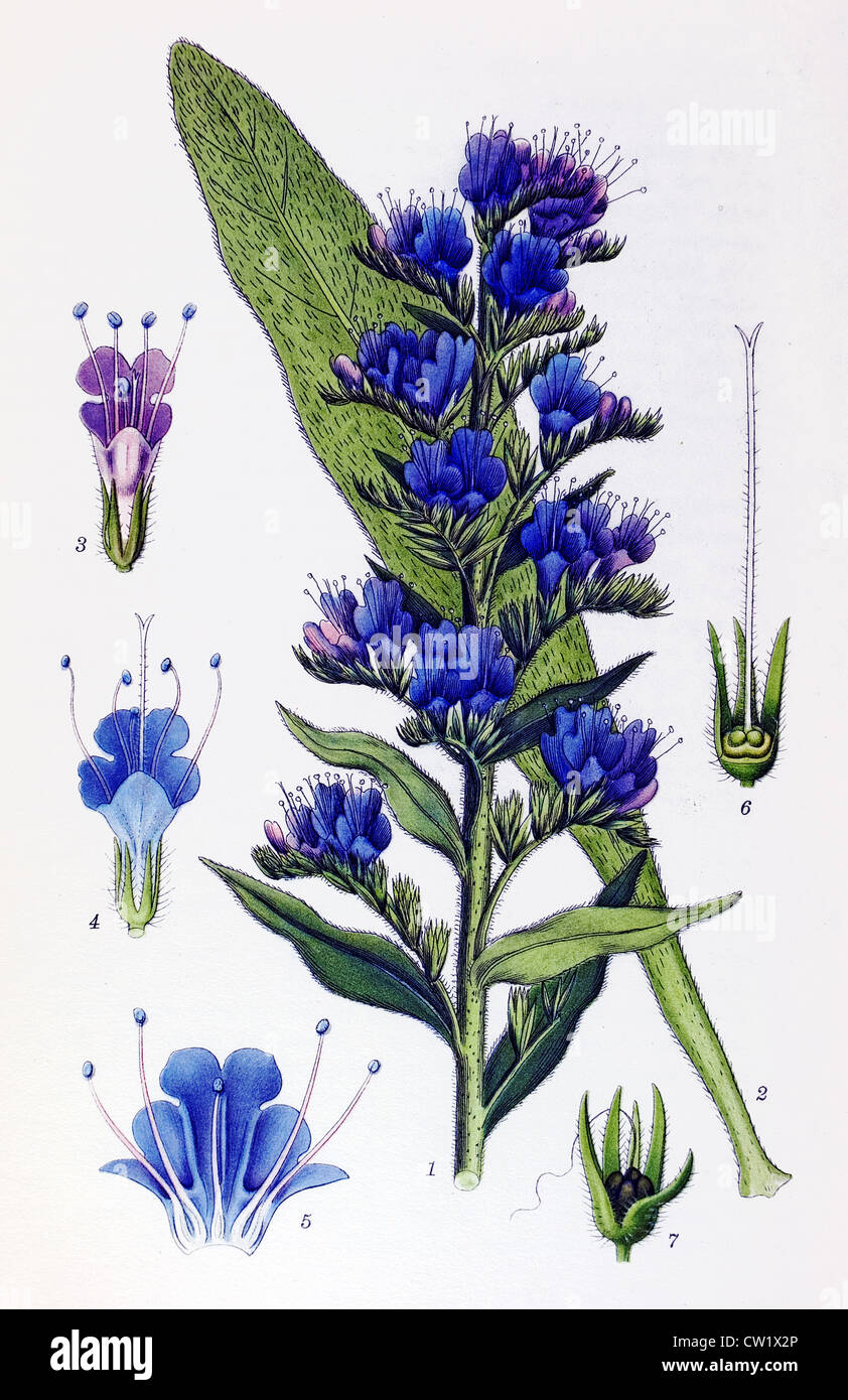 The Common Bugloss Stock Photo - Alamy