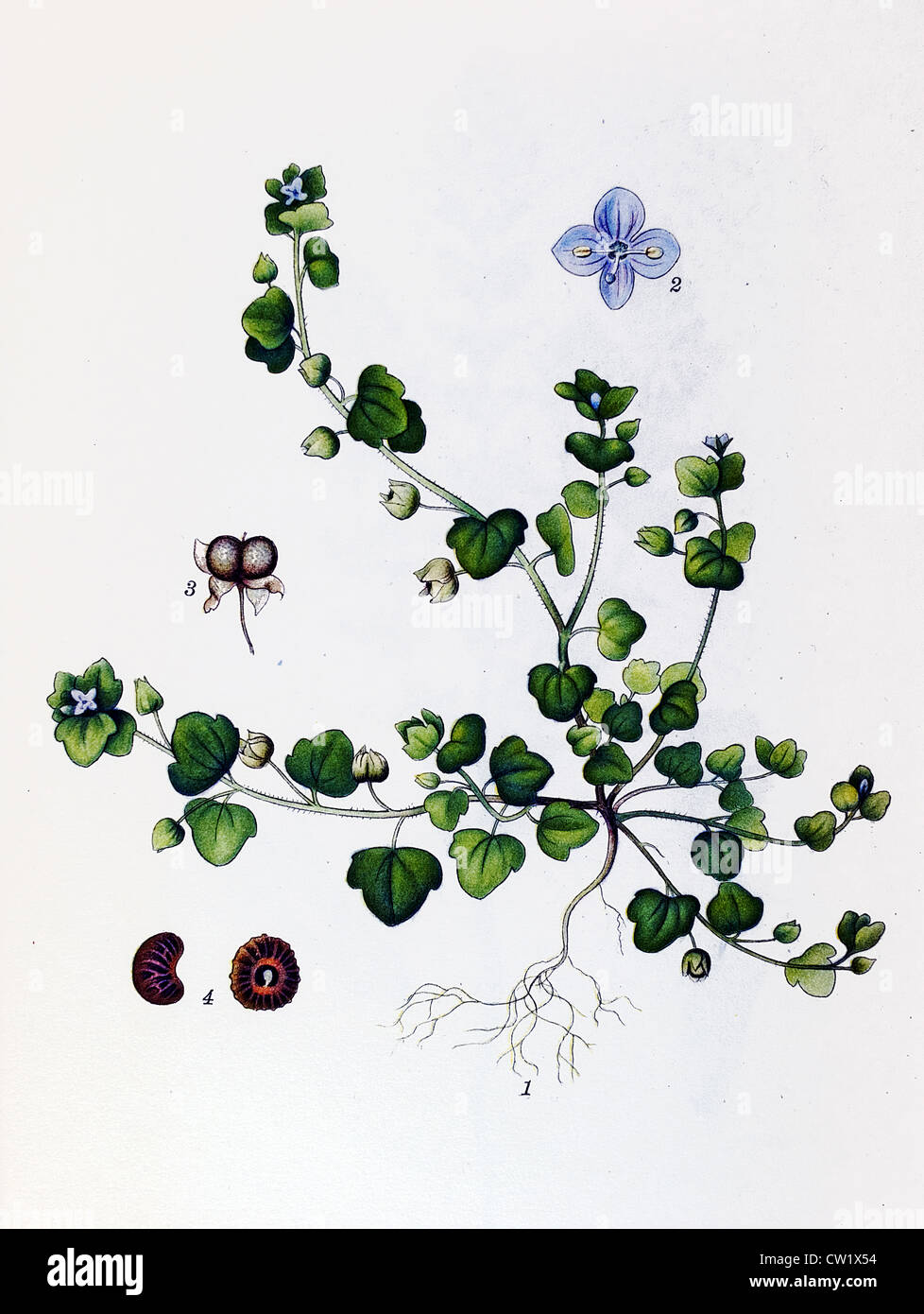The ivy-leaved speedwell Stock Photo