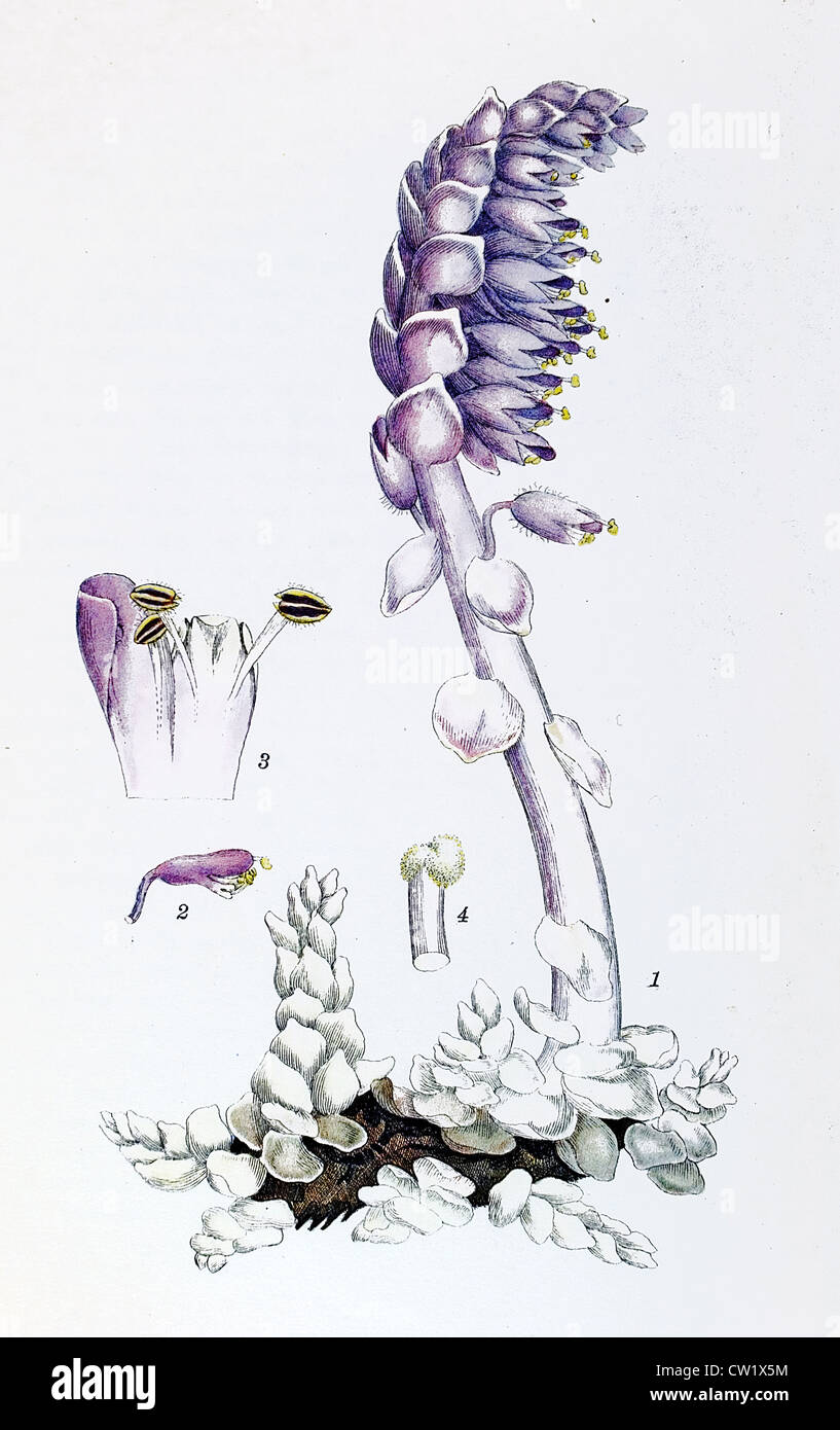 Toothwort Root The Ordinary toothwort Stock Photo - Alamy