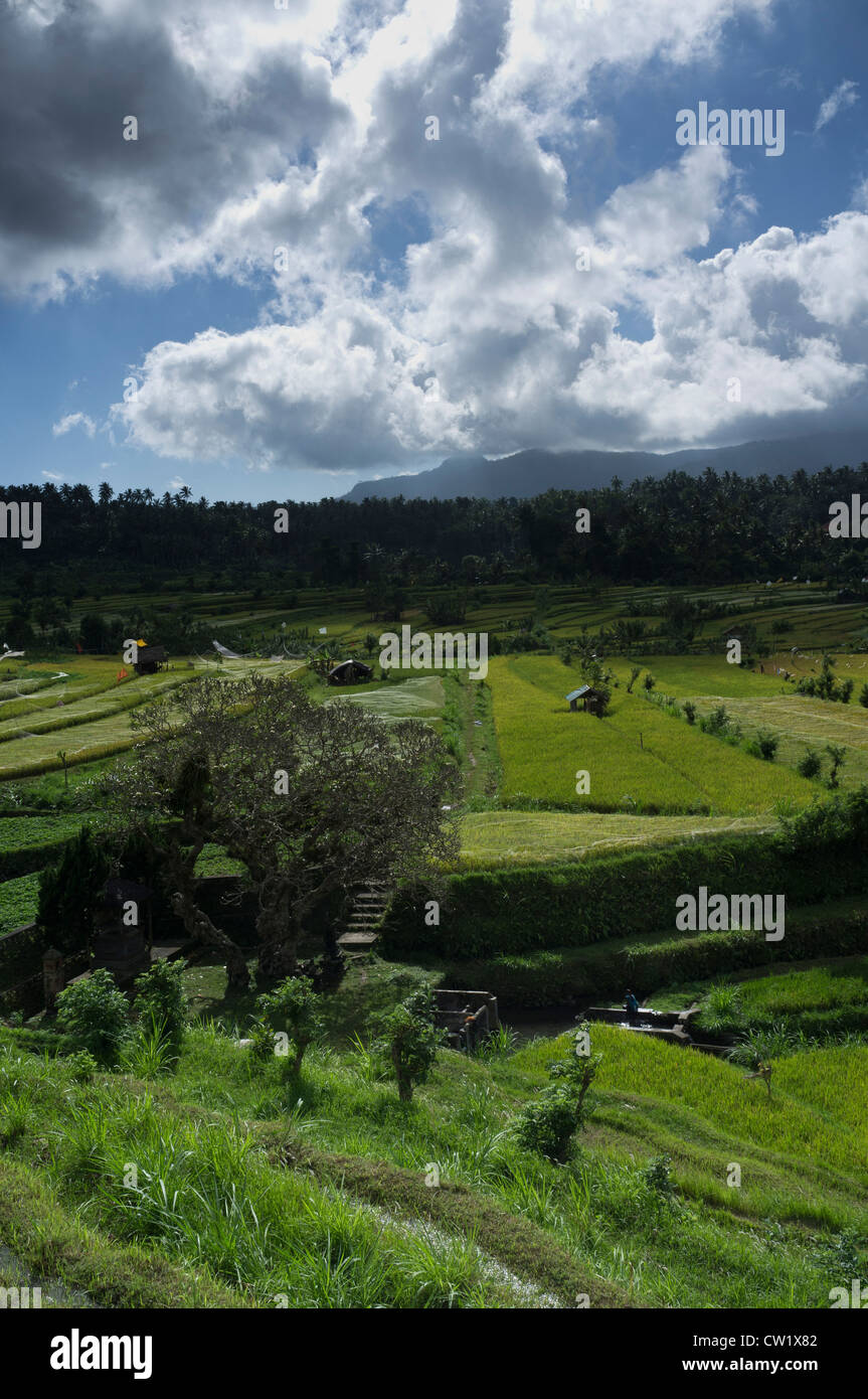 Bali Rice Fields Stock Photo - Alamy