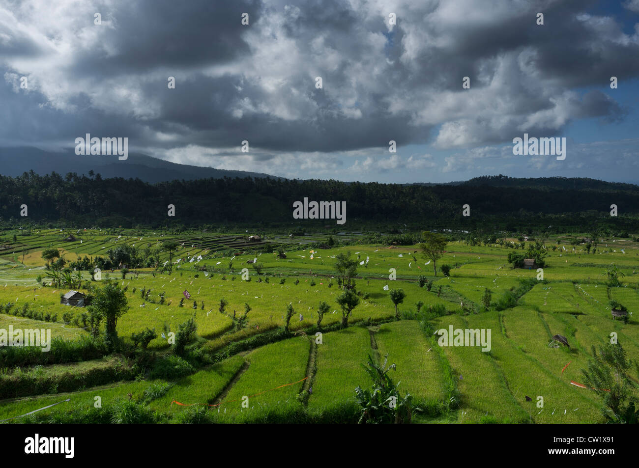 Bali rice paddy hi-res stock photography and images - Alamy