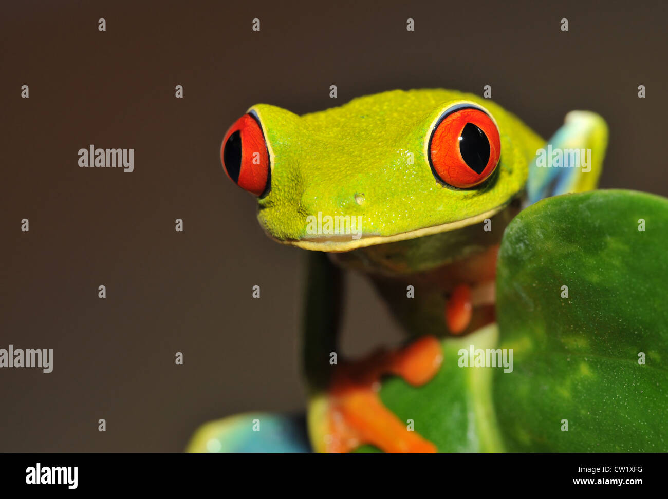 red eyed green tree or gaudy leaf frog on banana plant, lake arenal, costa rica, latin america.exotic amphibian rainfrog jungle Stock Photo