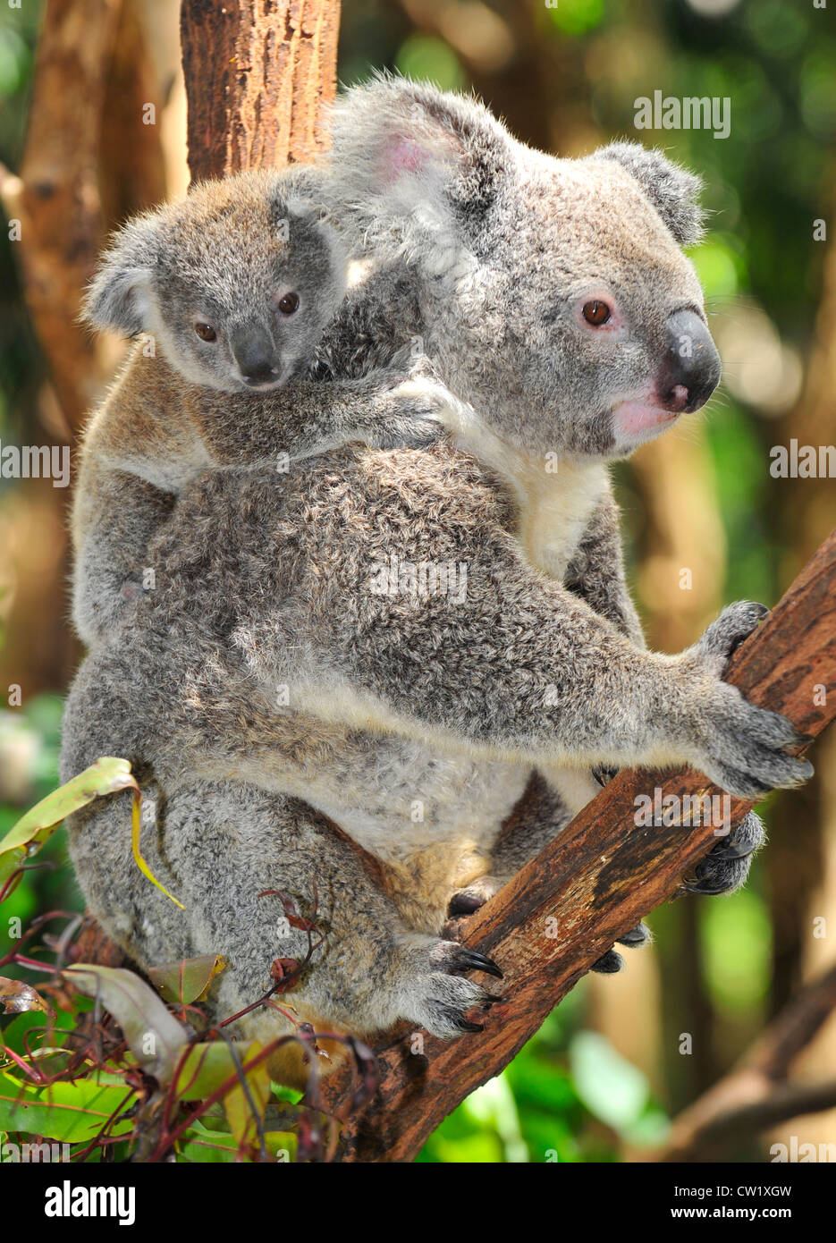 koala bear mother with cute baby joey in eucalyptus tree,port macquarie,new south wales,australia.exotic mammal with infant tree Stock Photo