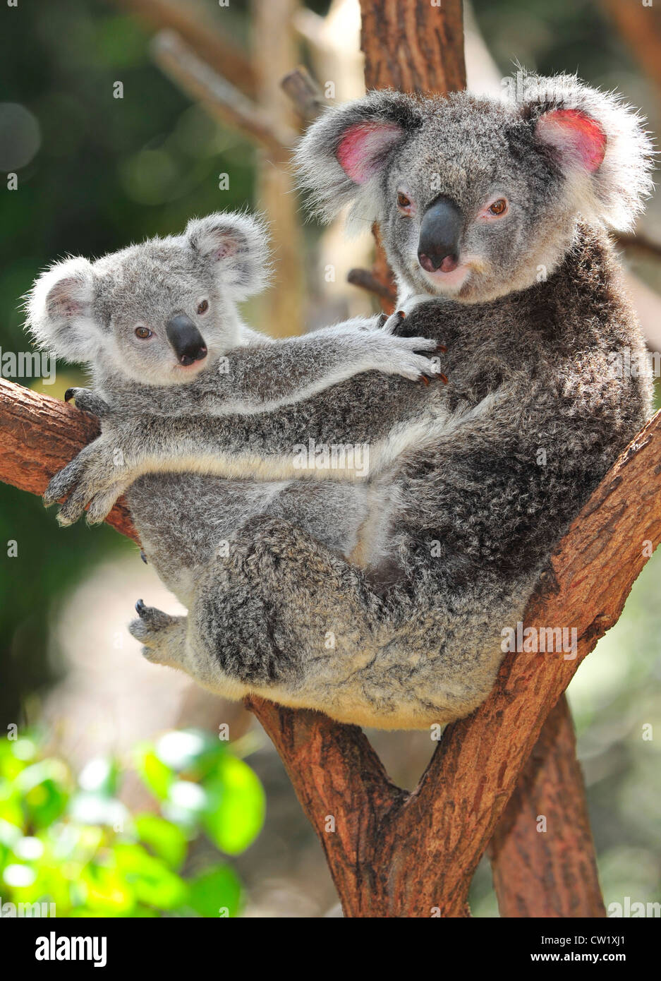 koala bear mother holding cute baby joey in arms in eucalyptus tree,new south wales,australia.exotic mammal with infant Stock Photo