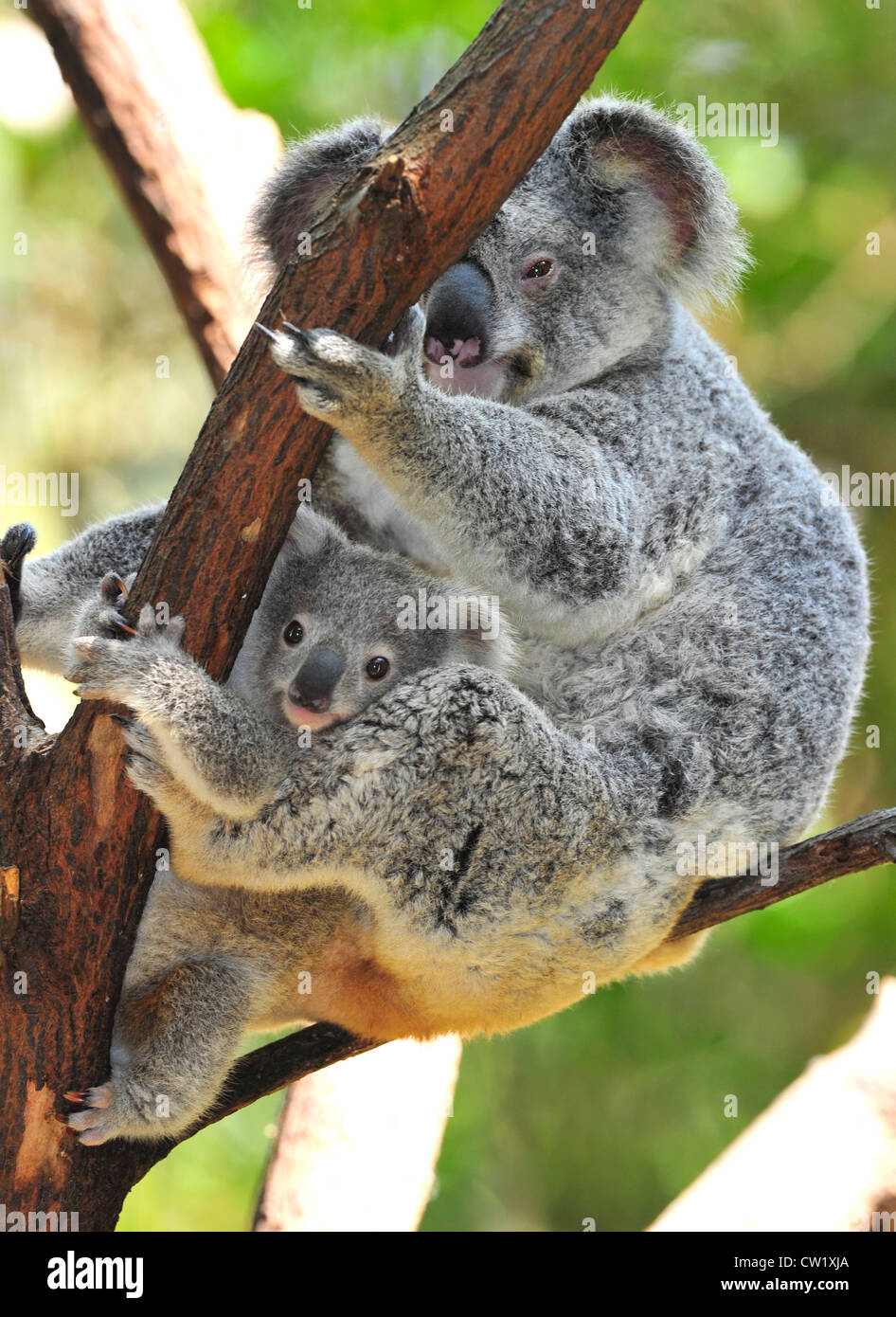 koala bear mother holding cute baby joey in arms in eucalyptus tree,new south wales,australia.exotic mammal with infant Stock Photo