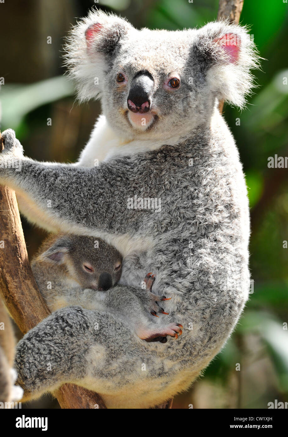 koala bear mother with cute baby joey in eucalyptus tree,port macquarie,new south wales,australia.exotic mammal with infant tree Stock Photo