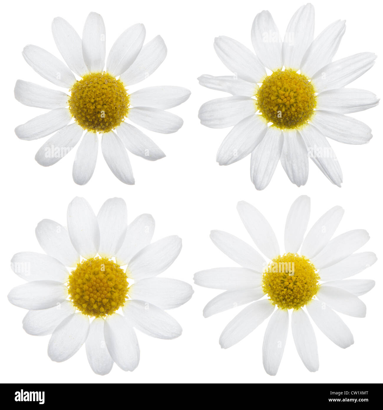 Beautiful white daisy flowers isolated on white background Stock Photo ...