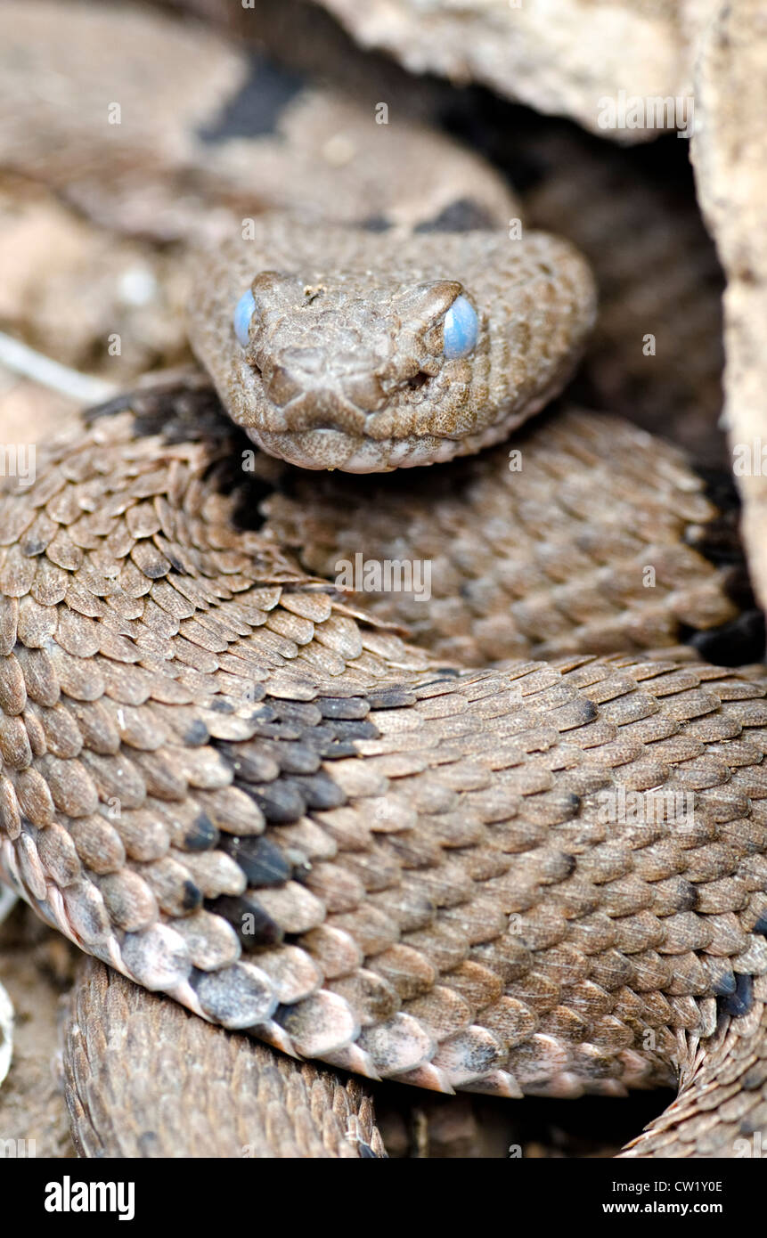Opaque female Banded Rock Rattlesnake, (Crotalus lepidus klauberi ...