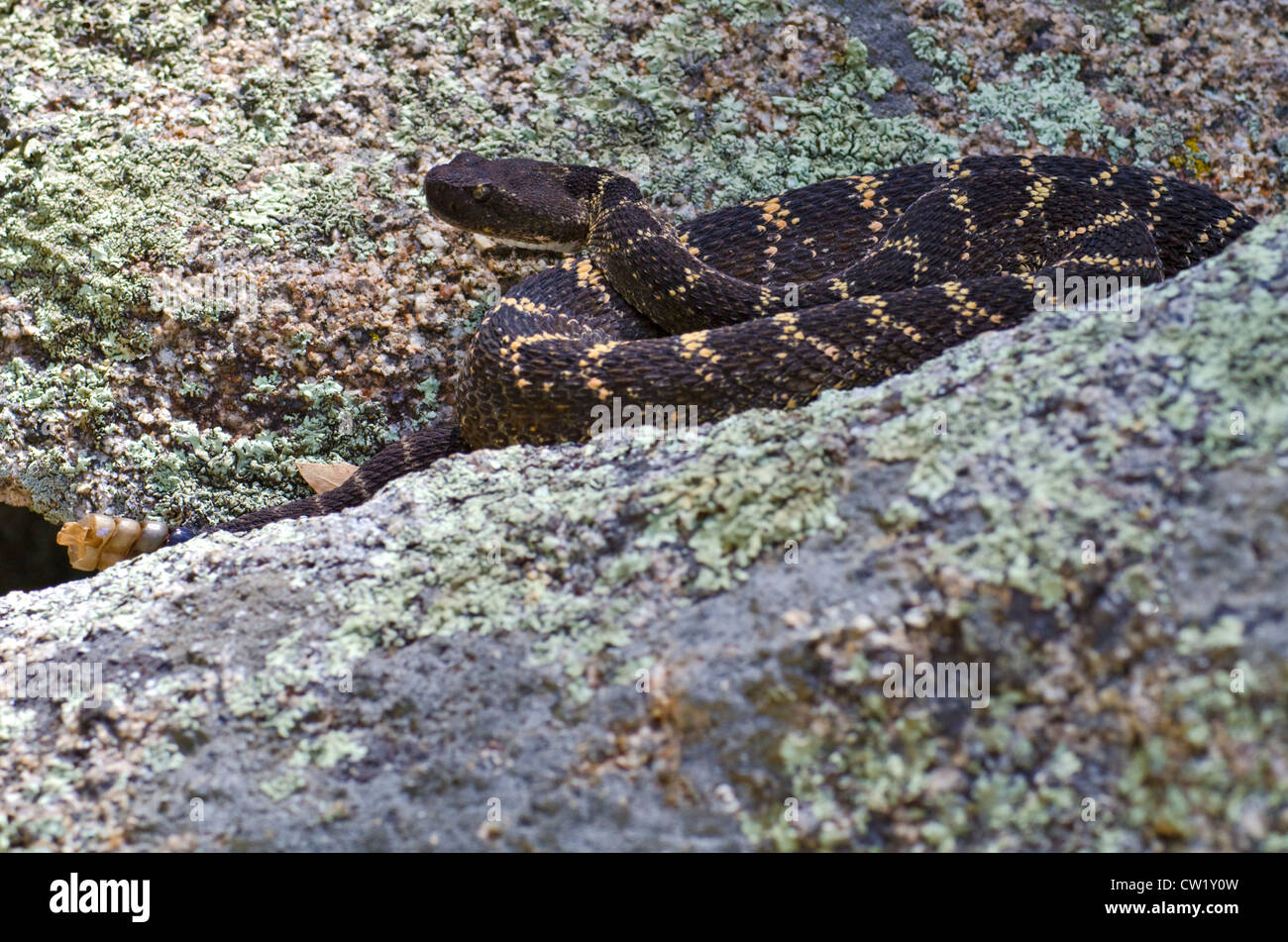 Arizona black rattlesnake hi-res stock photography and images - Alamy
