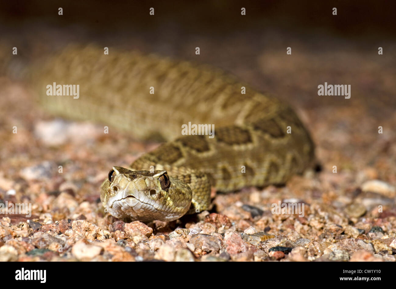Mohave Rattlesnake, (Crotalus scutulatus scutulatus), near Wickenburg, Yavapai county, Arizona, USA. Stock Photo