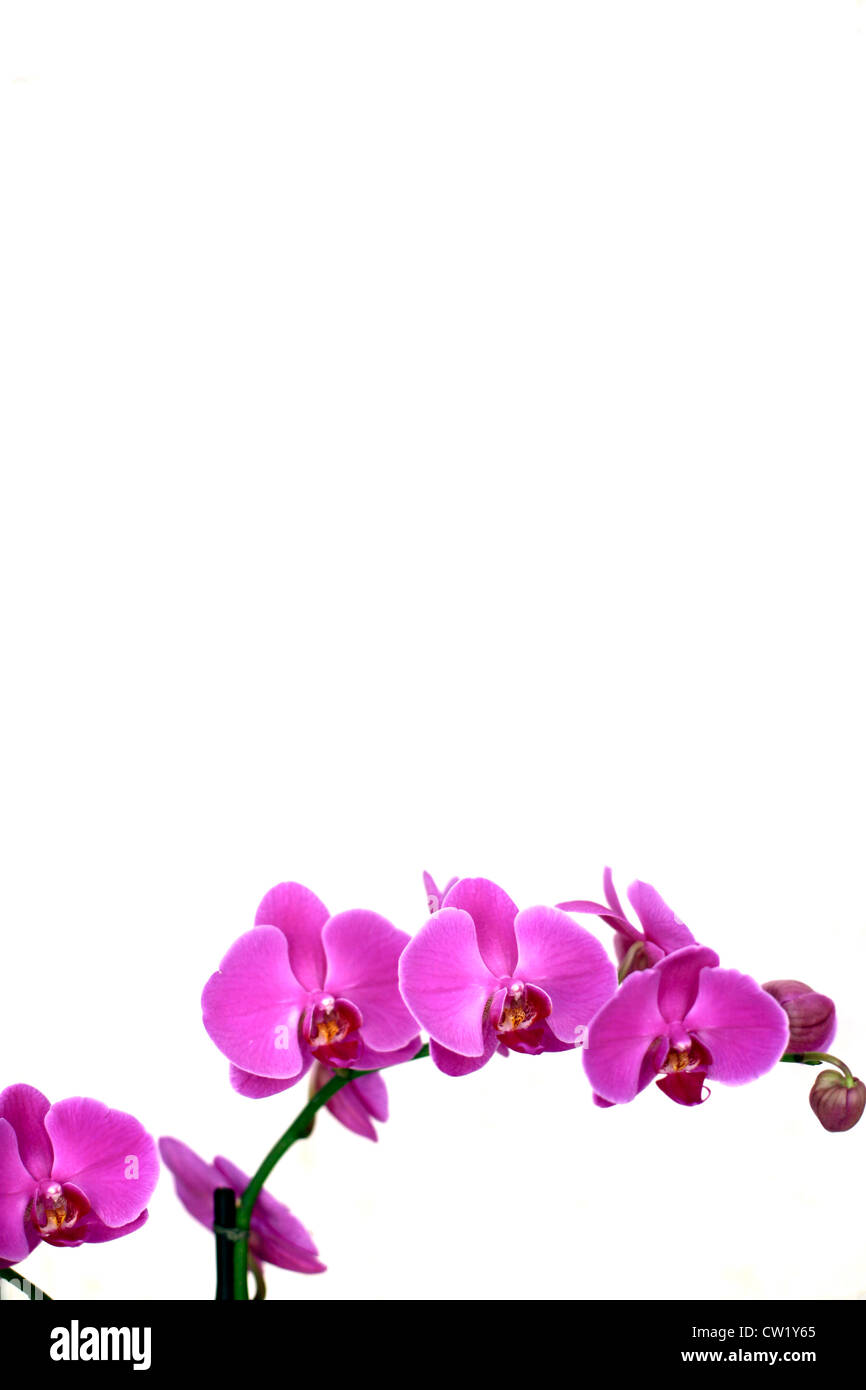Three Pink Moth Orchids Stock Photo