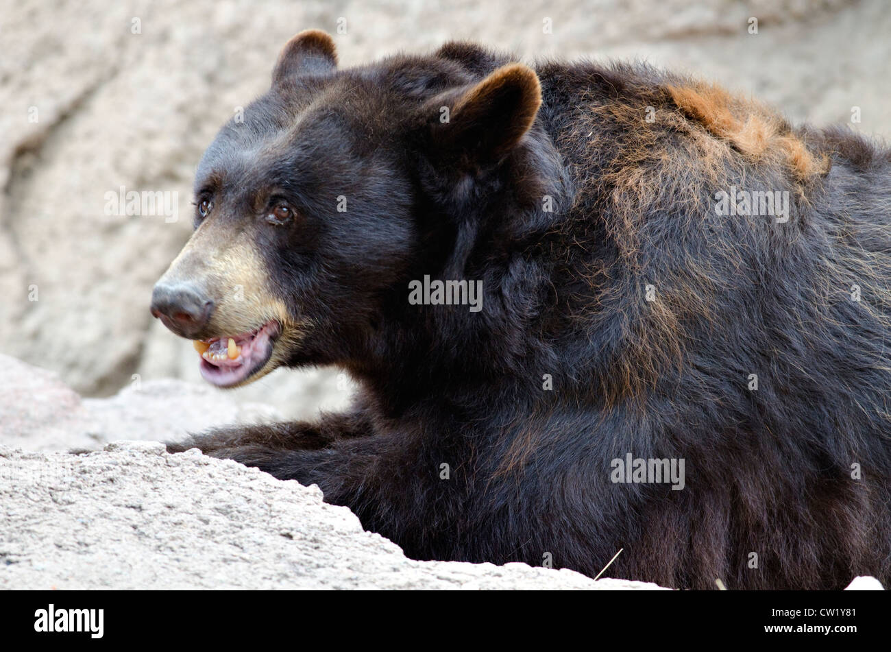 American Black Bear, (Ursus americanus), Arizona-Sonora Desert Museum, Pima county, Arizona, USA. Stock Photo