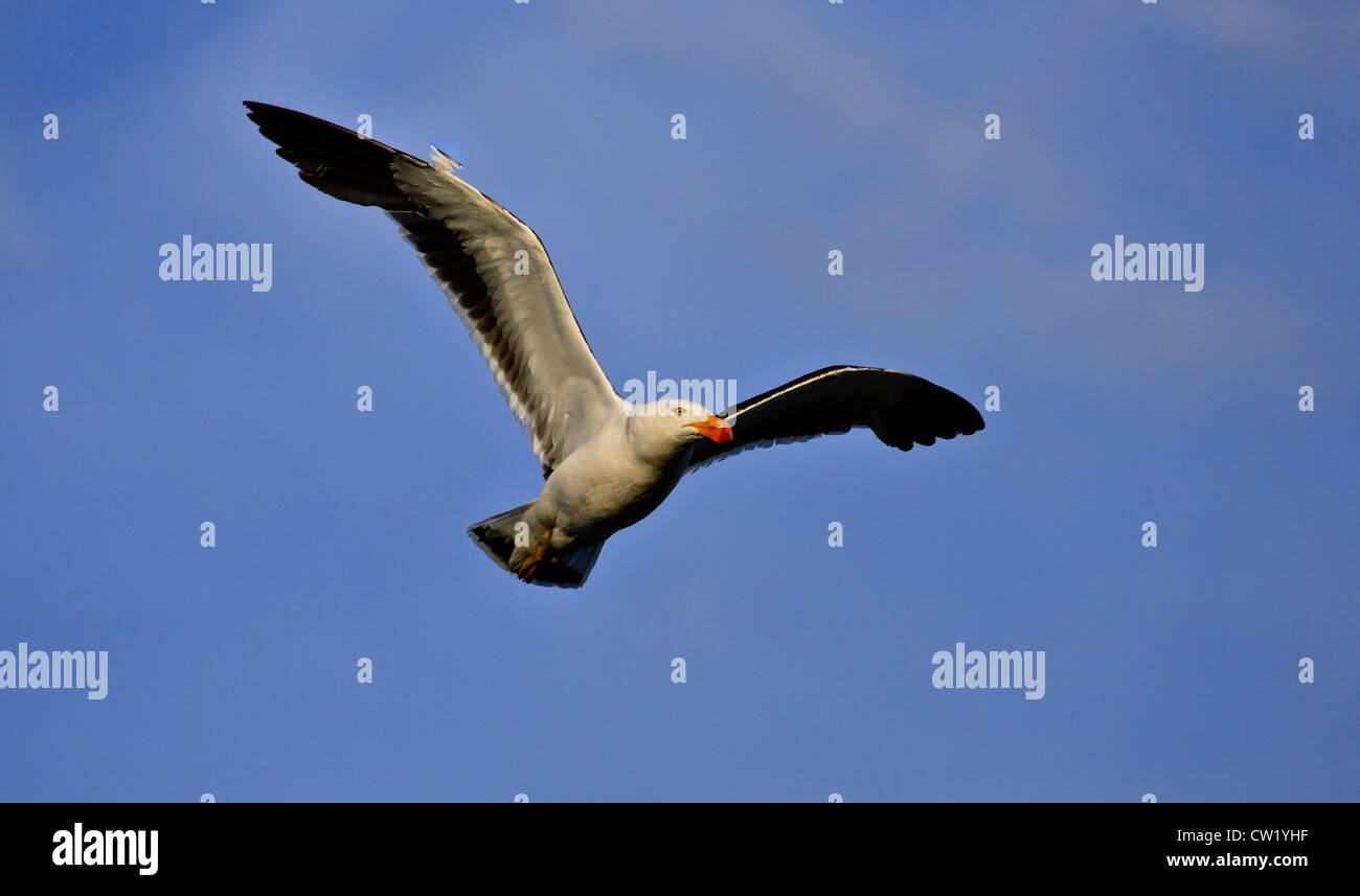 Pacific Gull ( Larus pacificus ) flying against blue sky Stock Photo