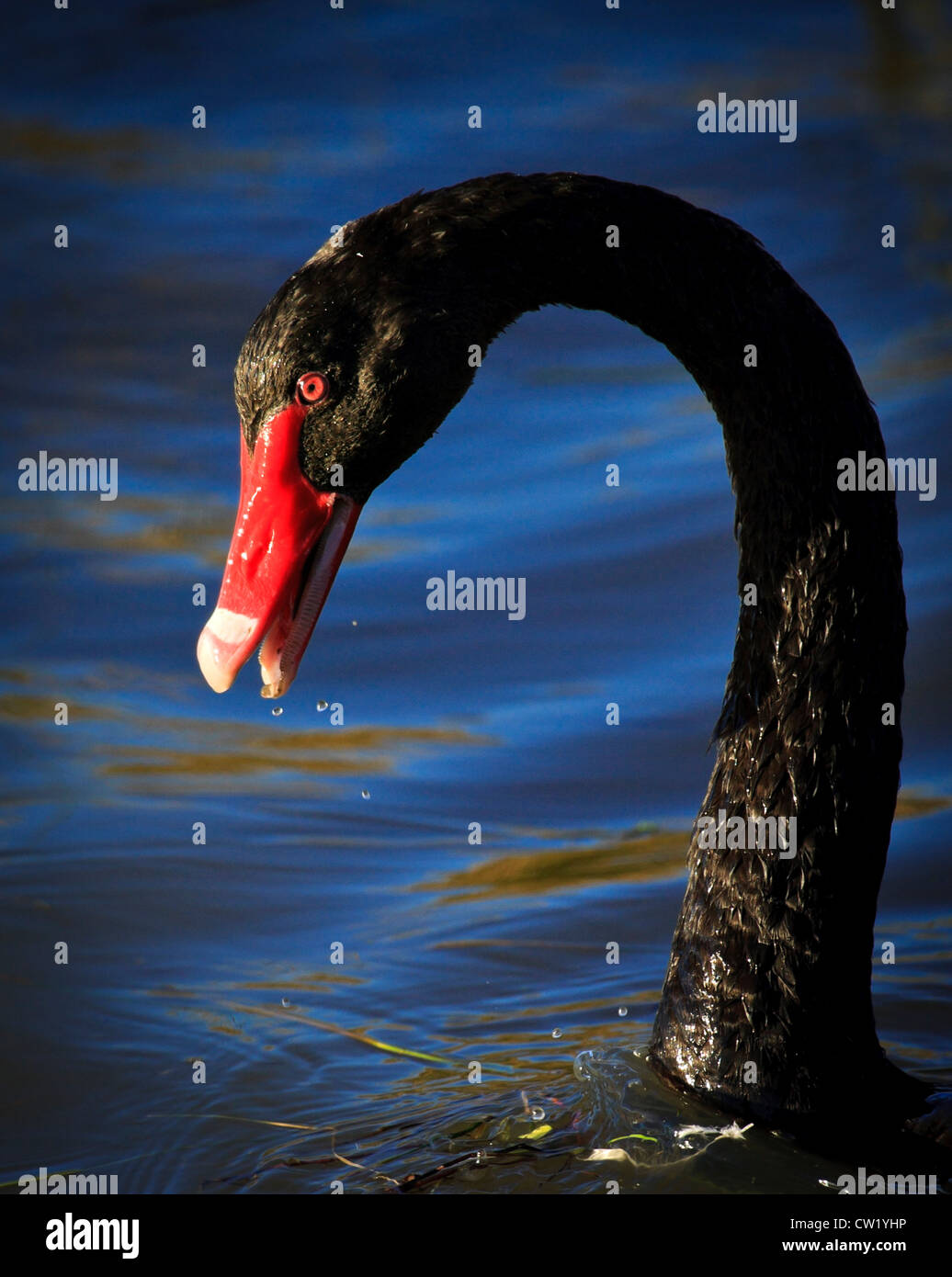 Black swan ( Cygnus atratus  ) with beak open and water drops falling Stock Photo