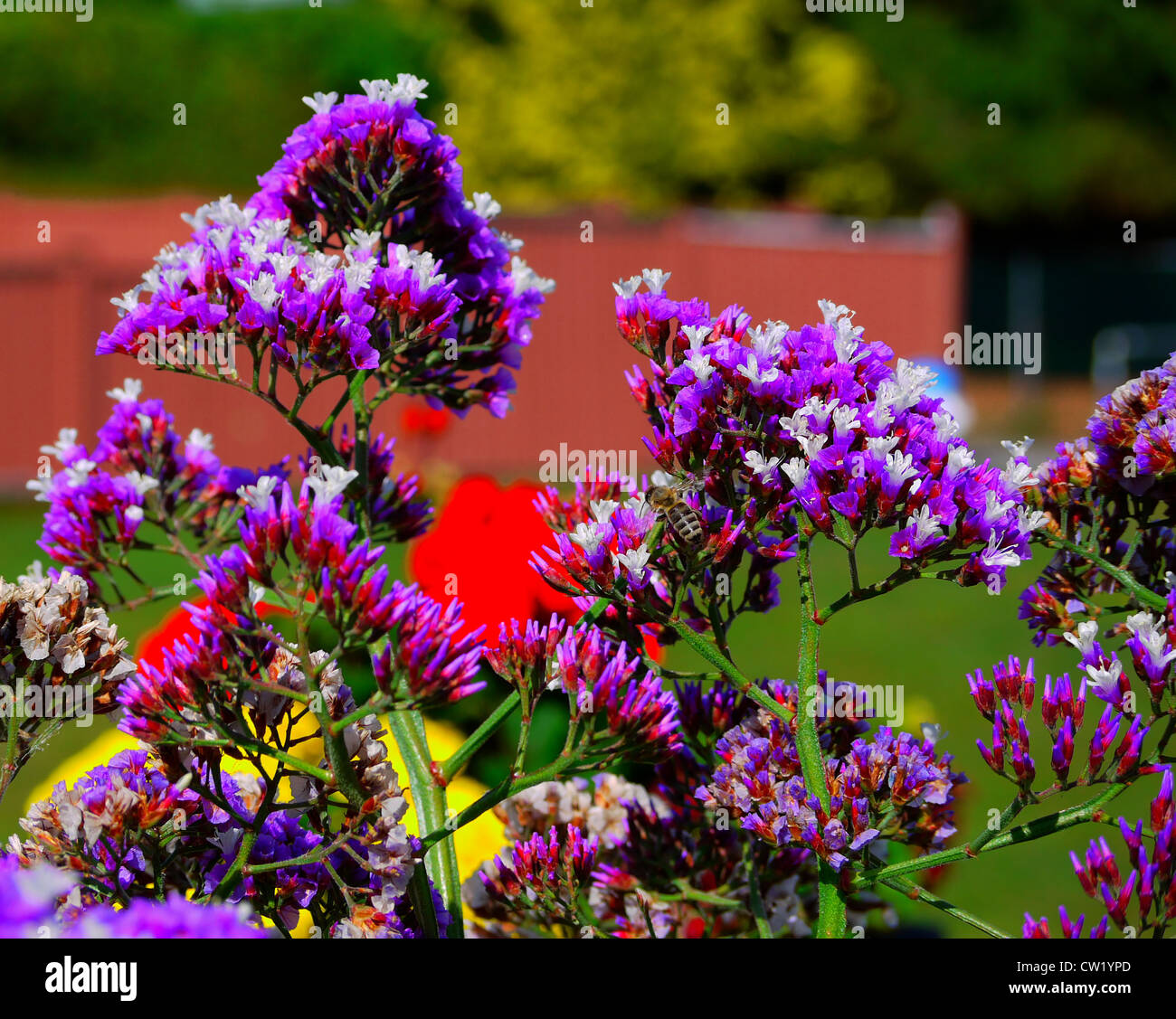 Bee on purple, red and white straw flowers Stock Photo Alamy