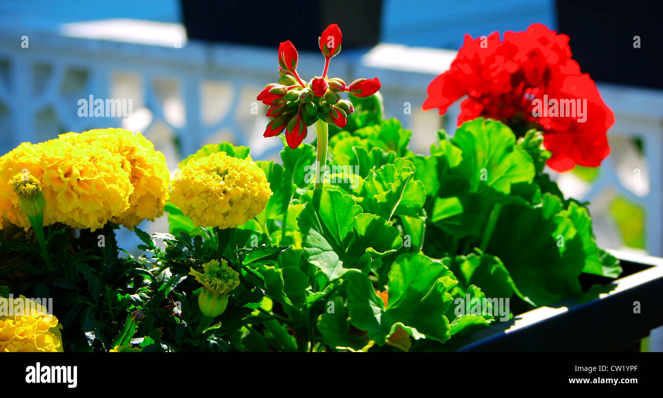 Planter with red geraniums and yellow mums Stock Photo