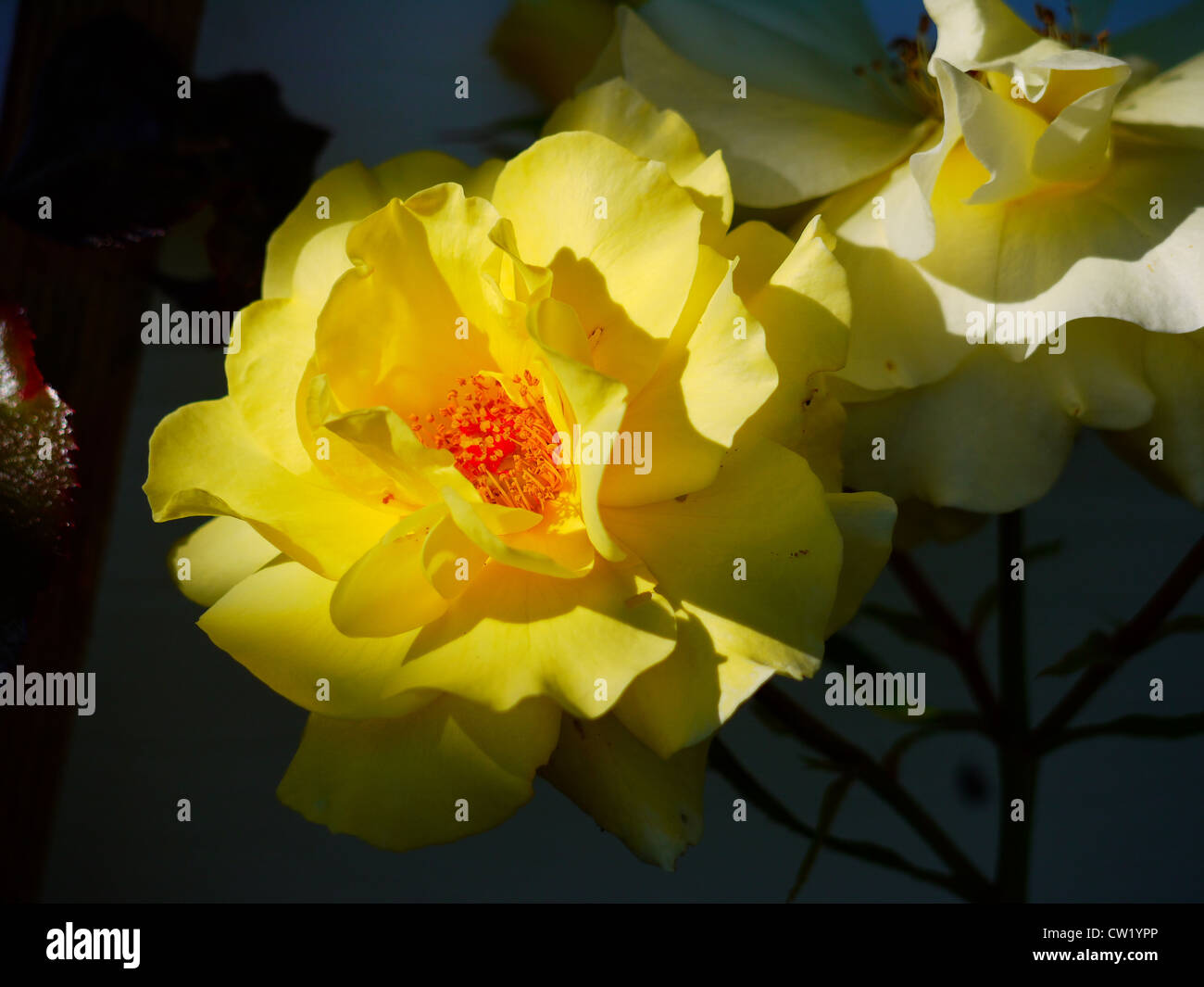 Rose yellow center hires stock photography and images Alamy