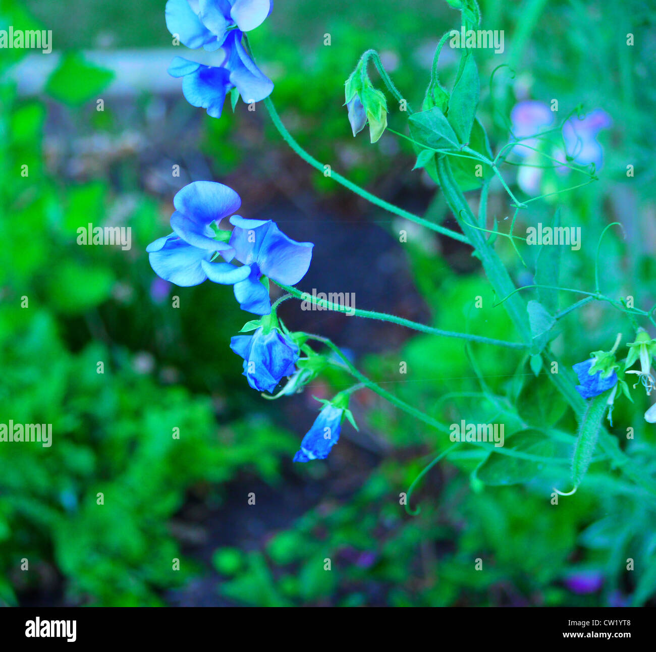 Blue pea vine hires stock photography and images Alamy