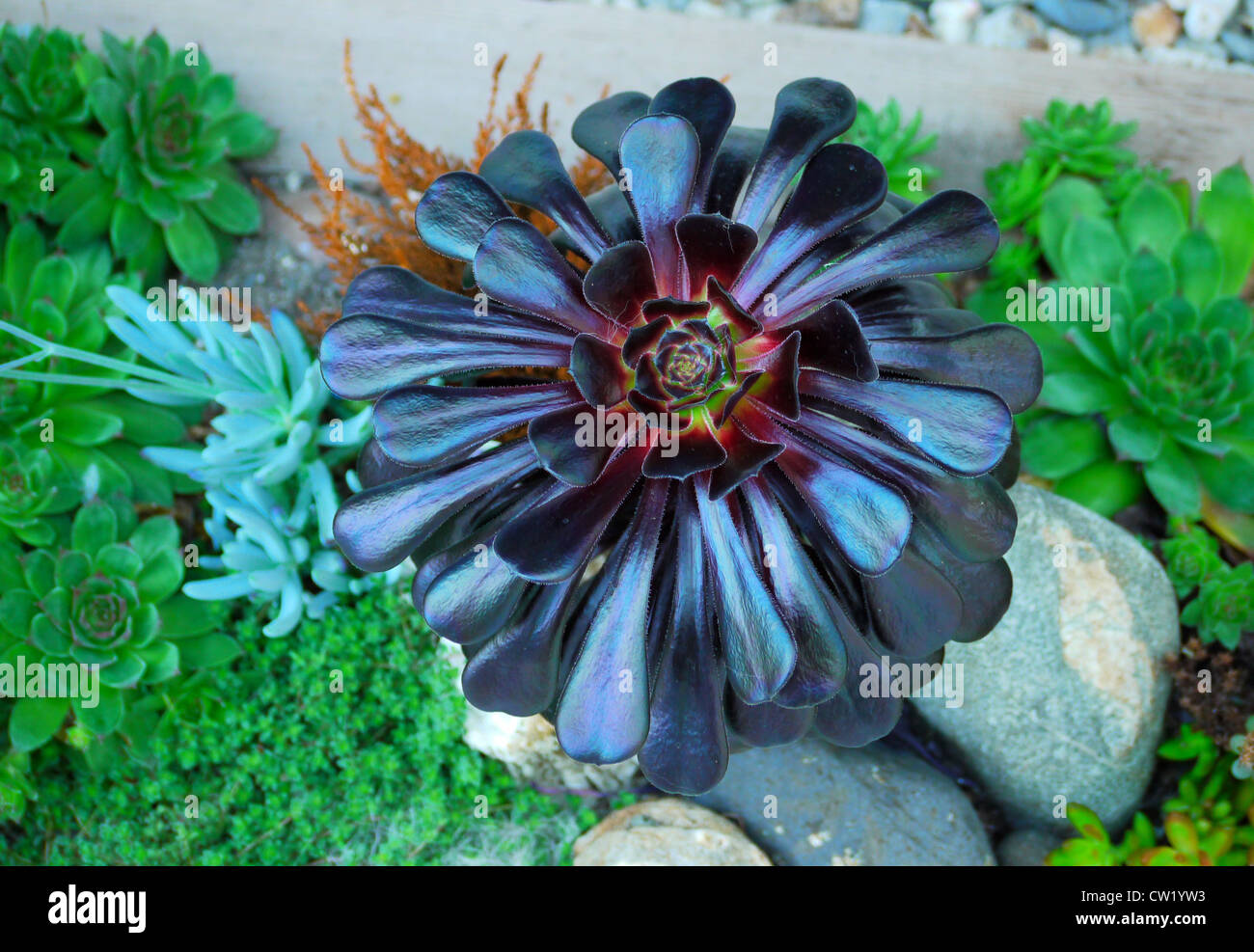 Purple Tree Aeonium - Schwarzkopf (Aeonium arboreum var.atropurpureum) Stock Photo