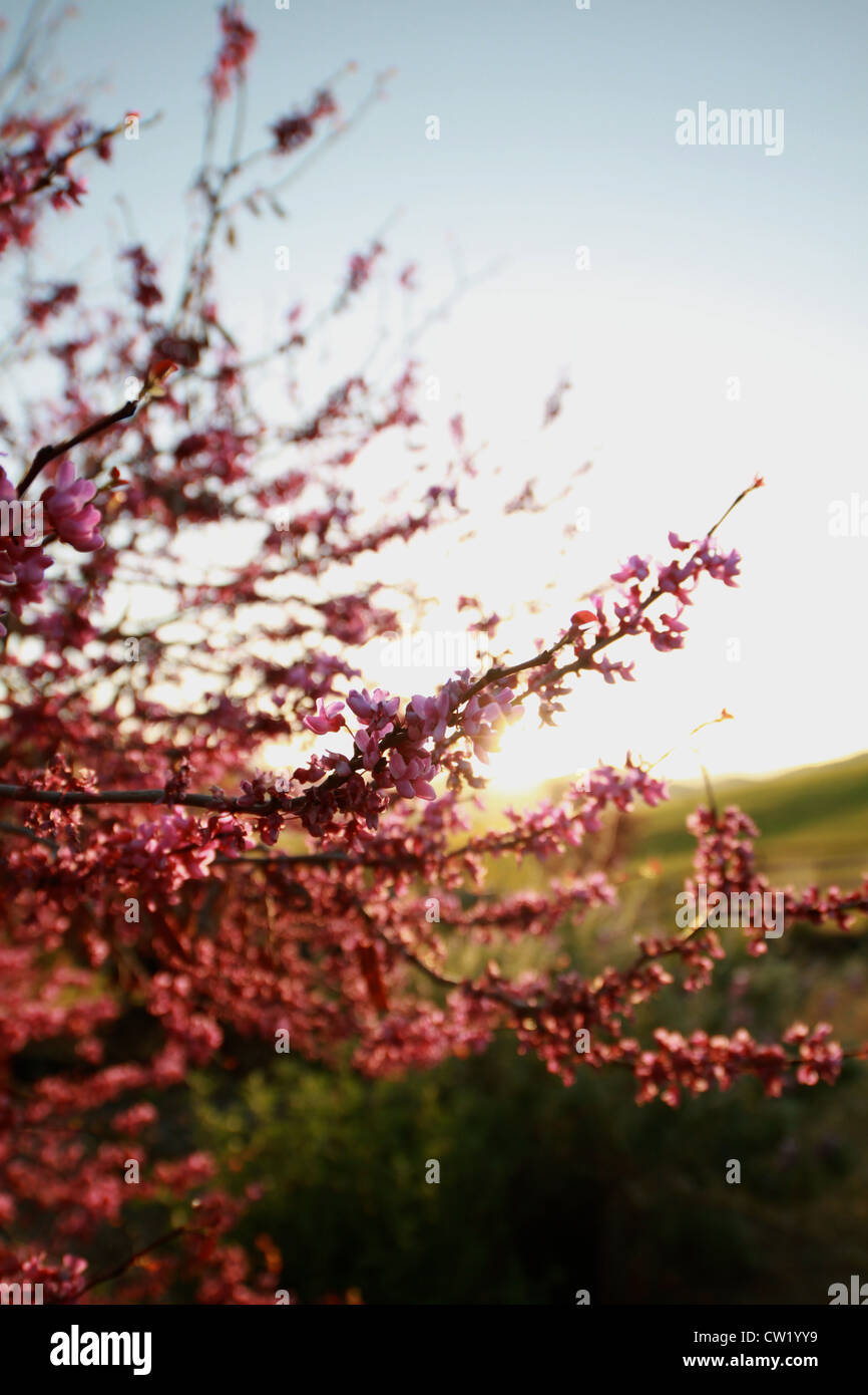 Cherry blossom sunset hi-res stock photography and images - Alamy