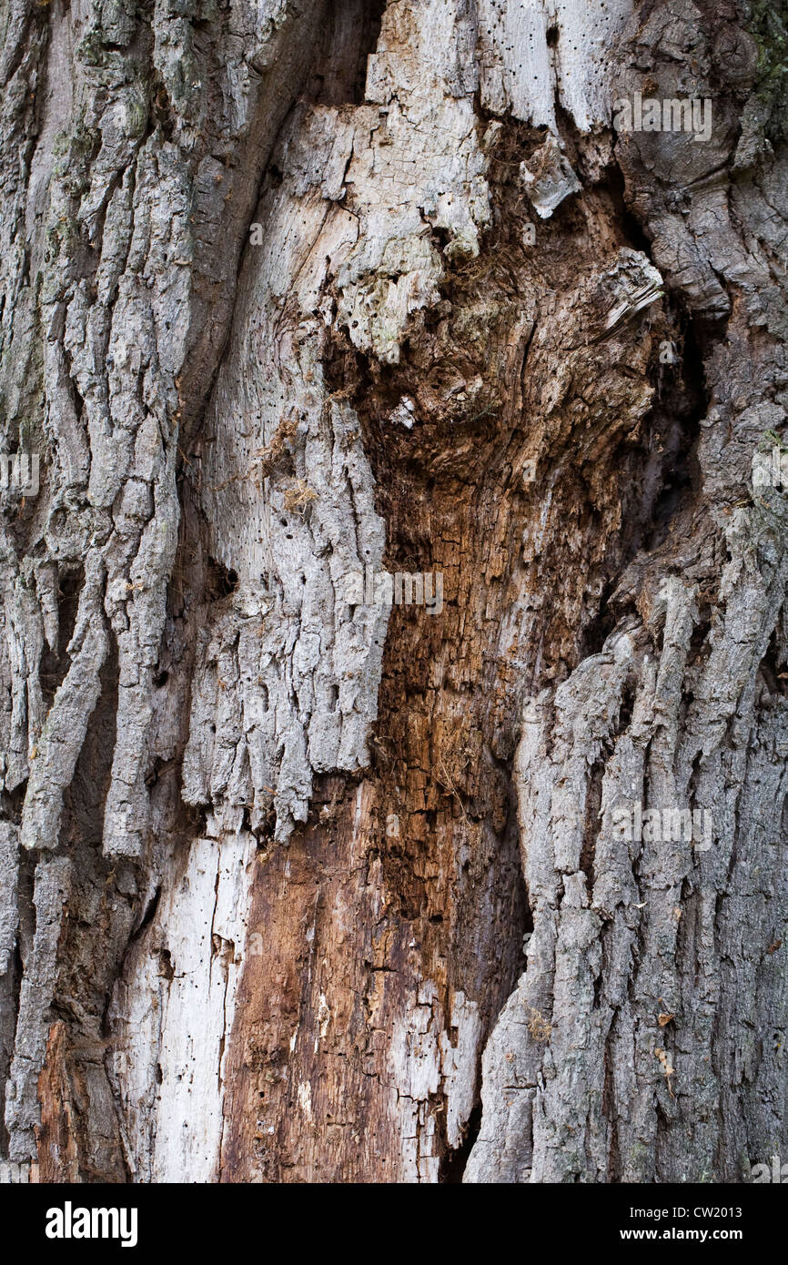 Dead and rotten tree hires stock photography and images Alamy