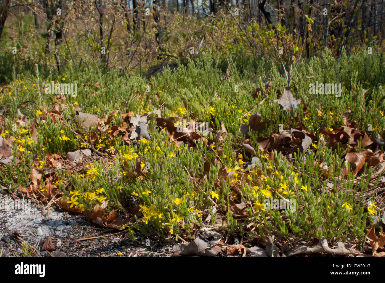 Flowering pine barrens heather - Hudsonia ericoides Stock Photo
