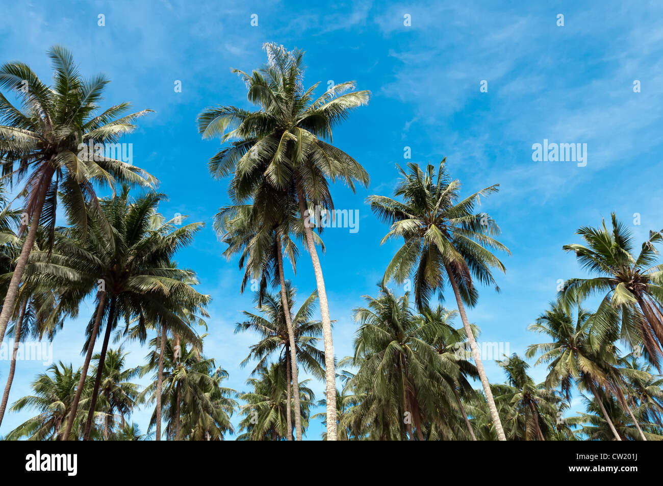 Palm trees on sky background Stock Photo