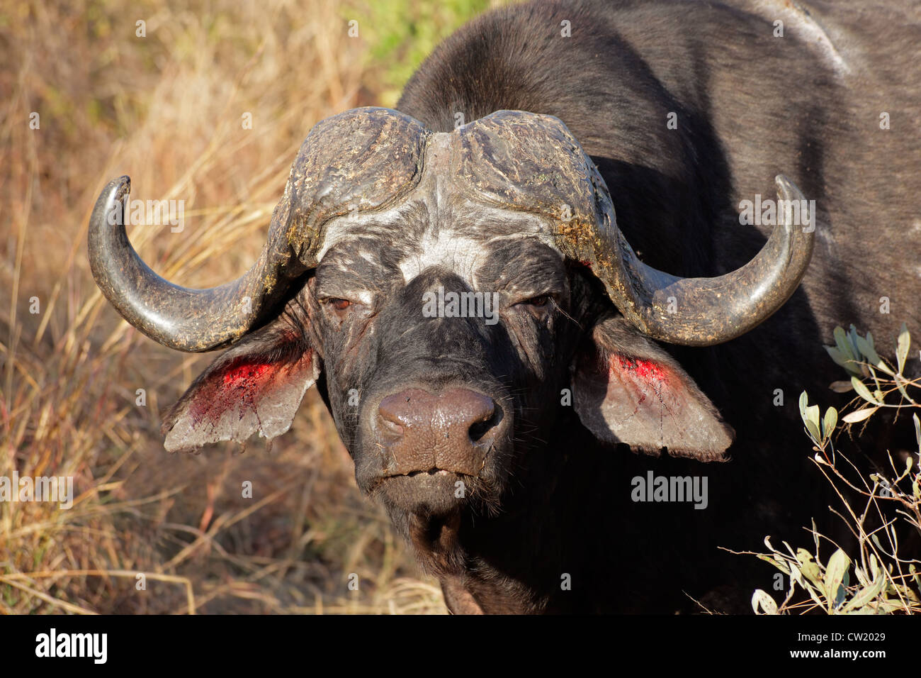 Red buffalo hi-res stock photography and images - Alamy