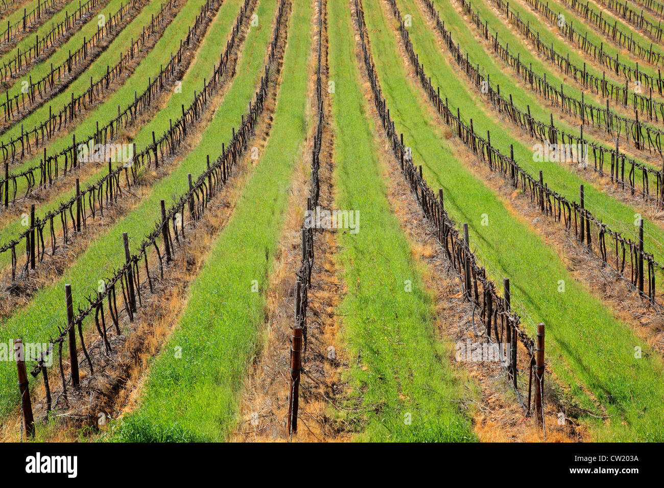 Symmetrical pattern of vines and green grass of a vineyard, Cape Town area, South Africa Stock Photo