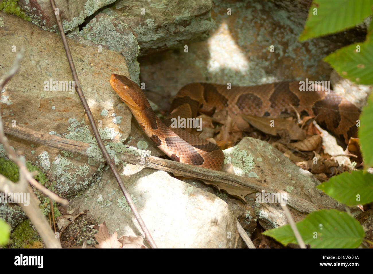 Anti venom hires stock photography and images Alamy
