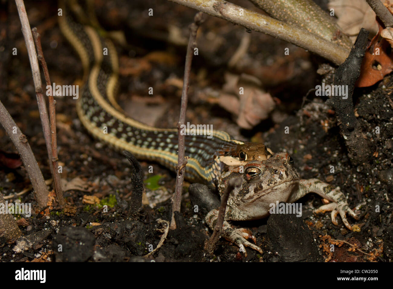 Ribbon snake (Thamnophis sauritus) eating a Fowler's toad (Anaxyrus (Bufo) fowleri) Stock Photo