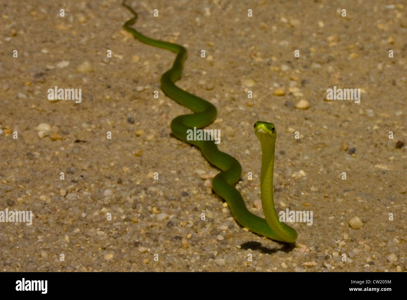 Rough green snake outstretched on road - Opheodrys aestivus Stock Photo