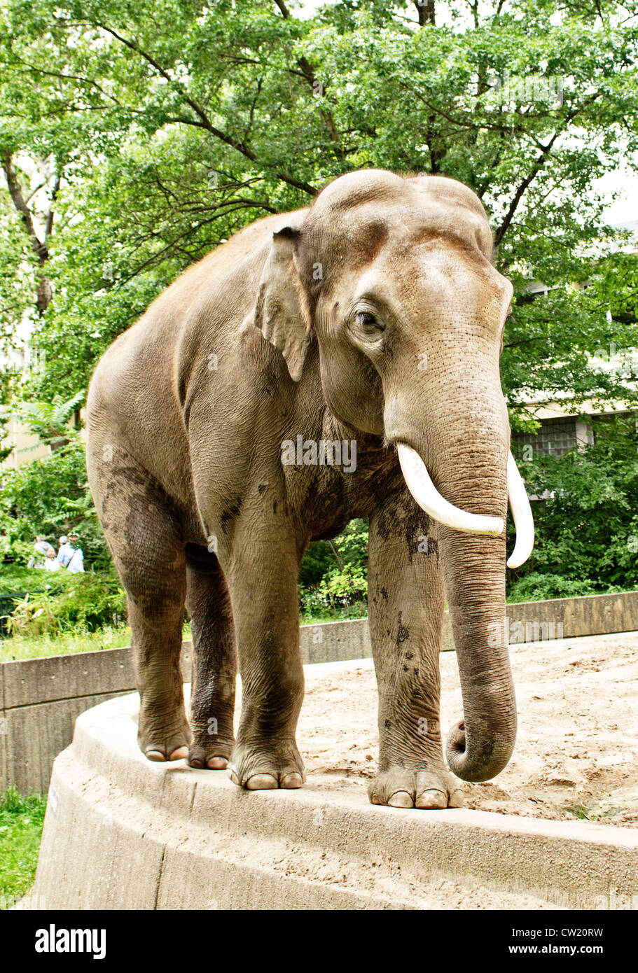 Male asian elephant is walking on the edge of his territory in Zoo garden Stock Photo