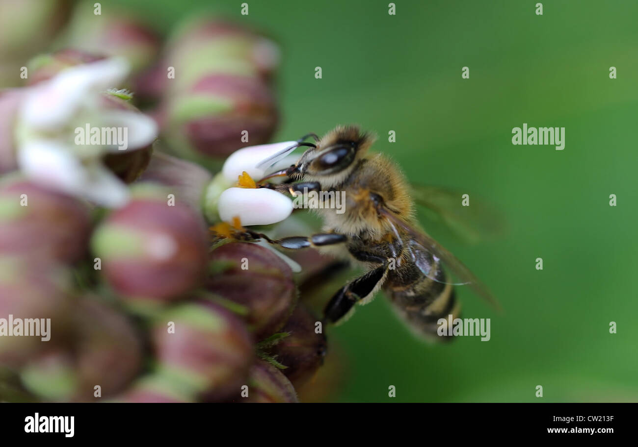 Nice bee hi-res stock photography and images - Alamy