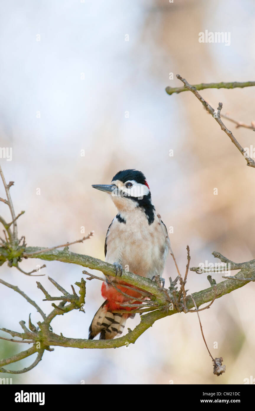 A Great Spotted Woodpecker perches on a branch in woodland, Fairlight, Sussex,UK Stock Photo