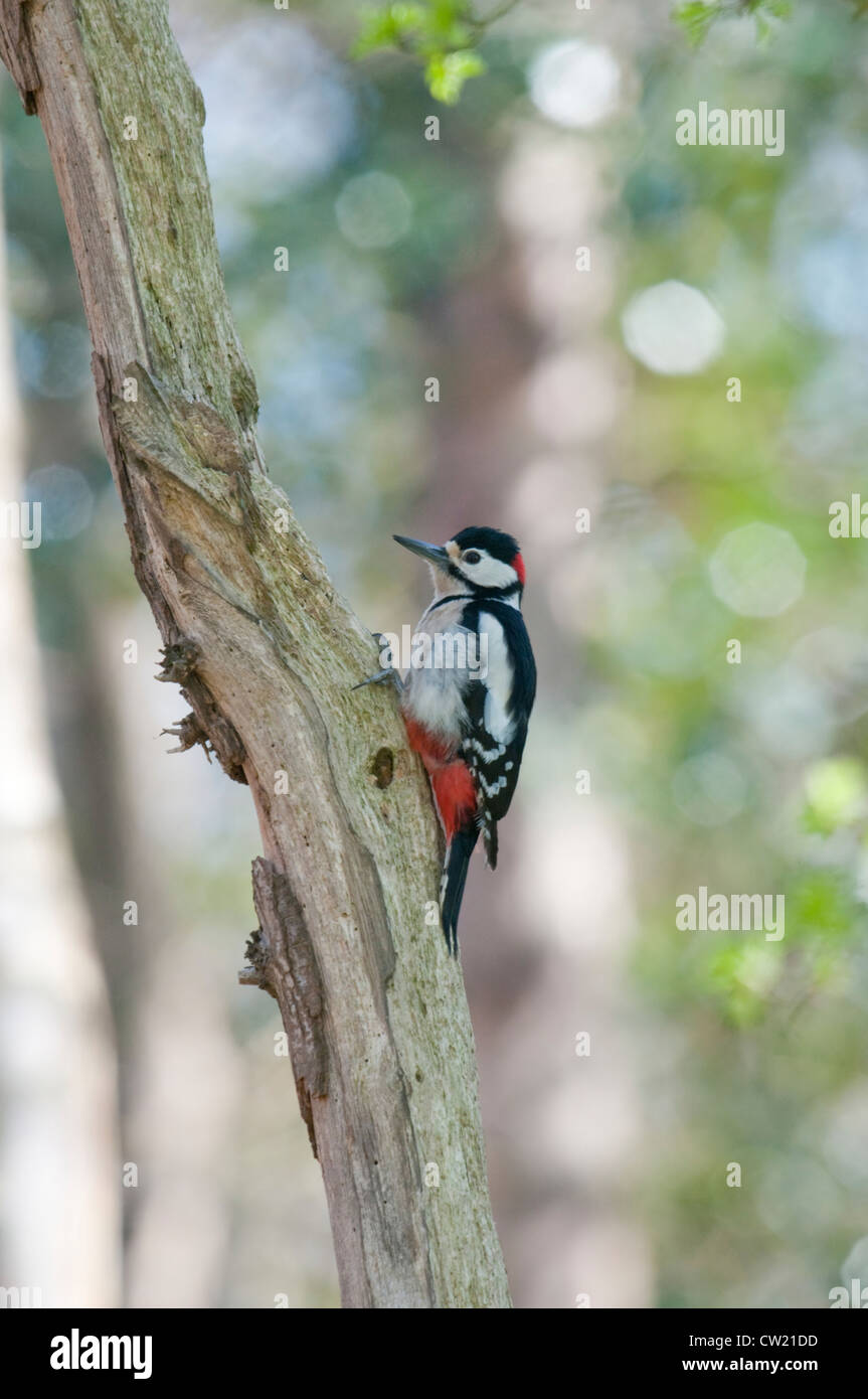 A Great Spotted Woodpecker perches on a branch in woodland, Fairlight, Sussex,UK Stock Photo