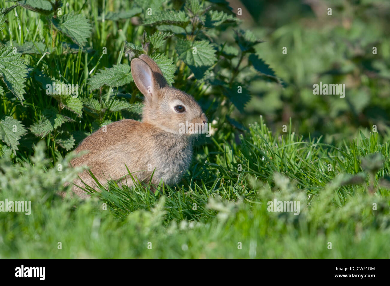 Rabbit Kit peeks out from the entrance of the burrow amongst stinging nettles, Fairlight, Sussex, UK Stock Photo