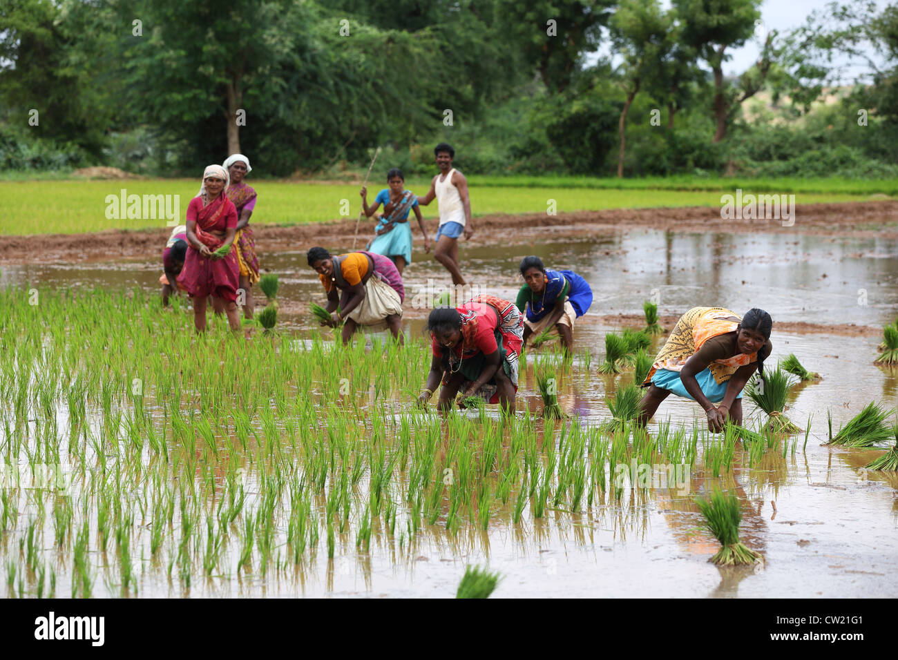 Indian women in a paddy field Andhra Pradesh South India Stock Photo ...
