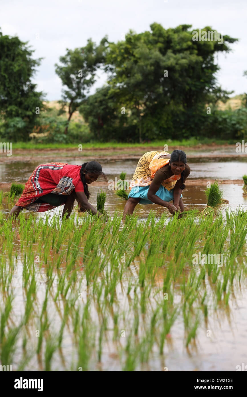 Indian women in a paddy field Andhra Pradesh South India Stock Photo ...