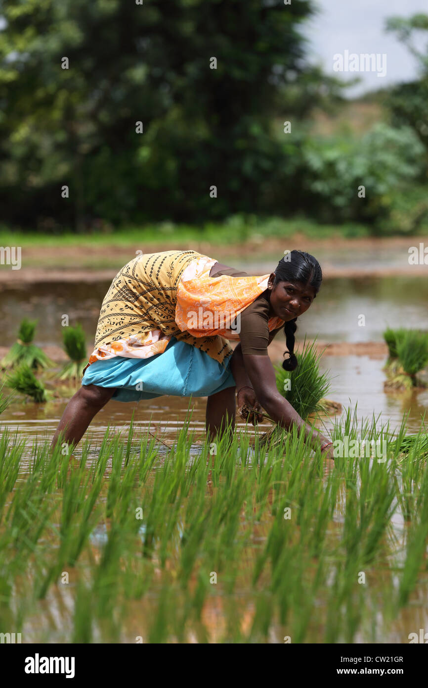 Indian women in a paddy field Andhra Pradesh South India Stock Photo ...