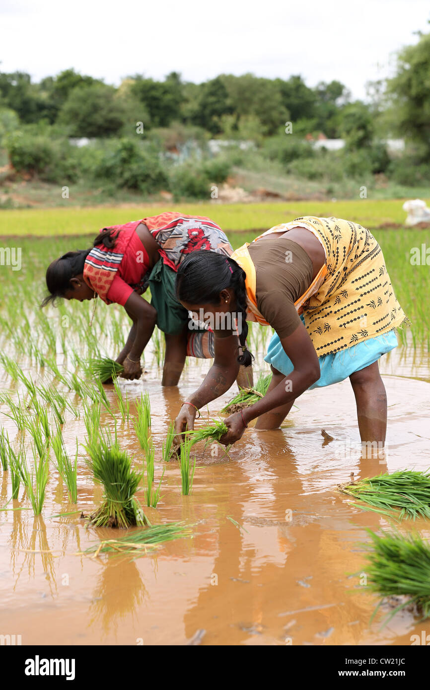 Indian women in a paddy field Andhra Pradesh South India Stock Photo ...