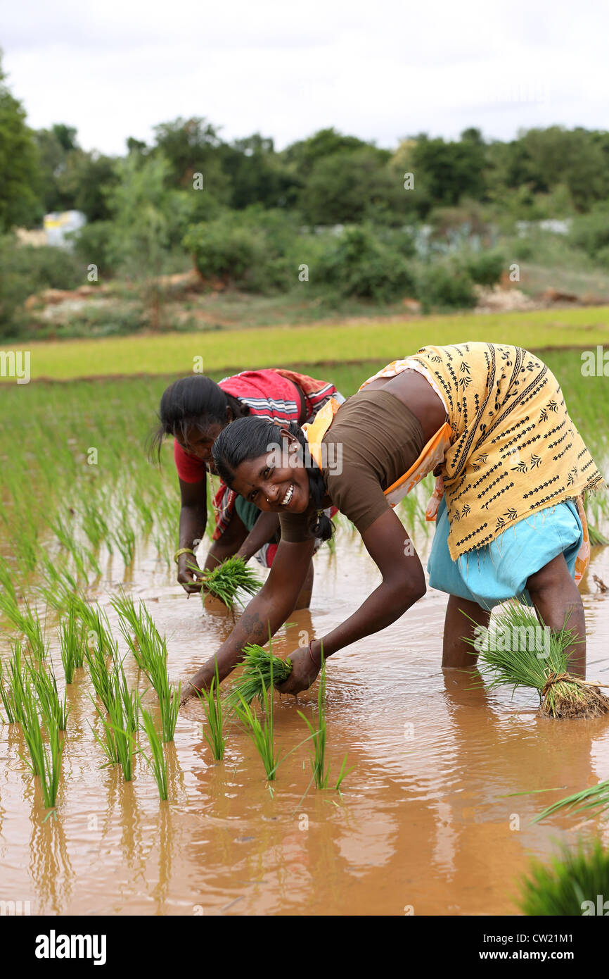 Indian women in a paddy field Andhra Pradesh South India Stock Photo ...